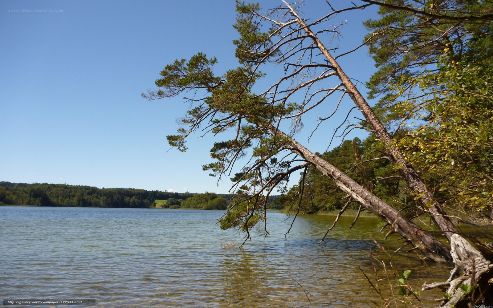 Pine tree by the lake