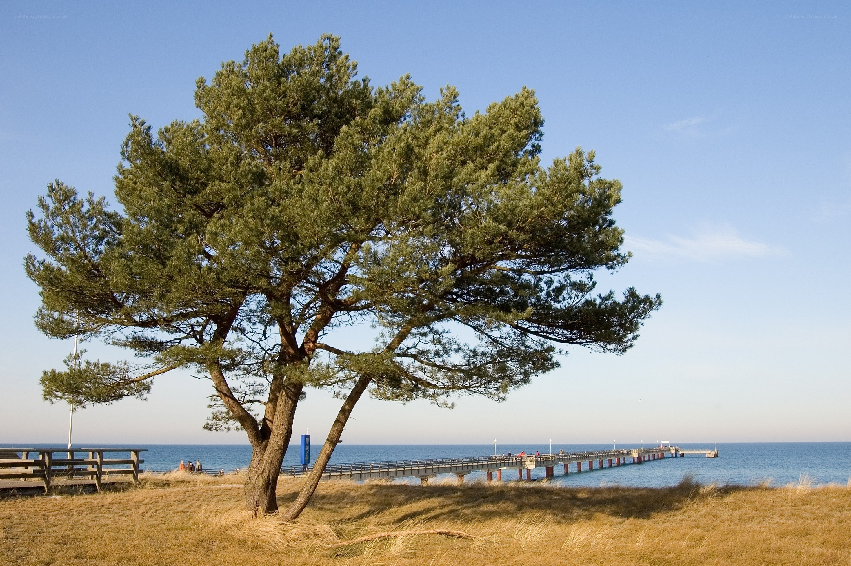 Pine tree by the pier