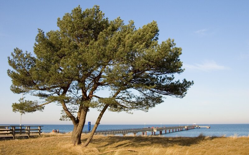Pine tree by the pier