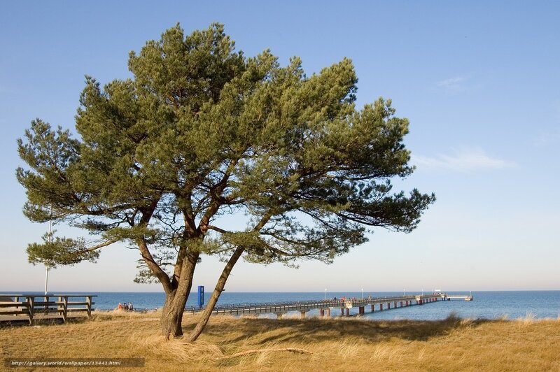 Pine tree by the pier