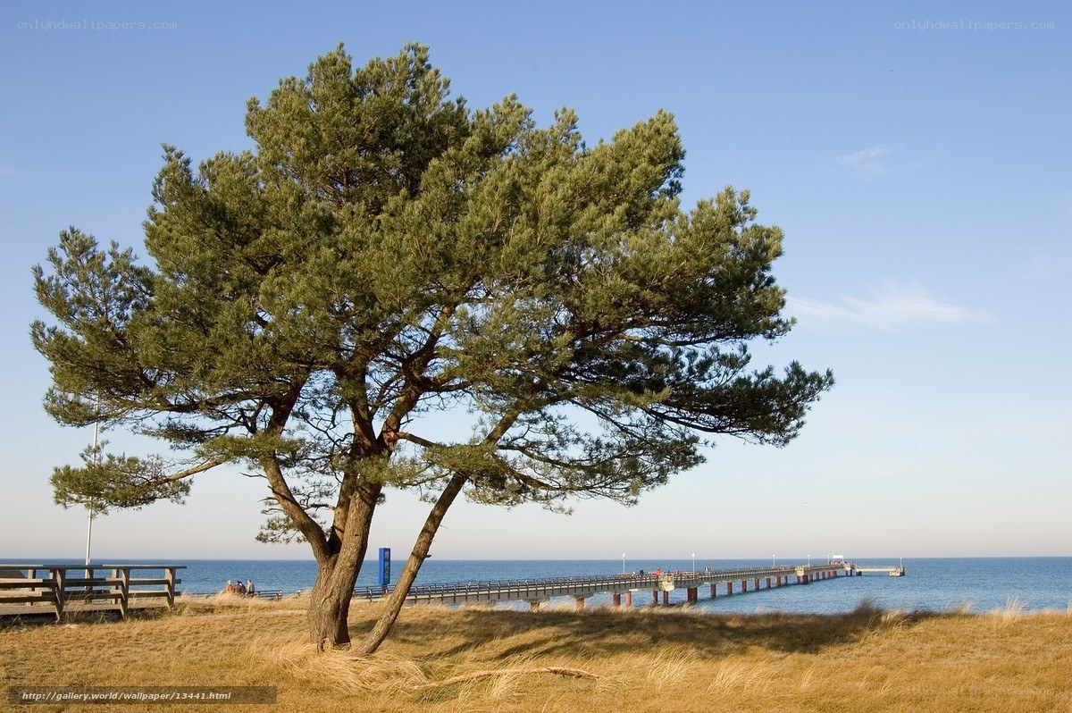 Pine tree by the pier