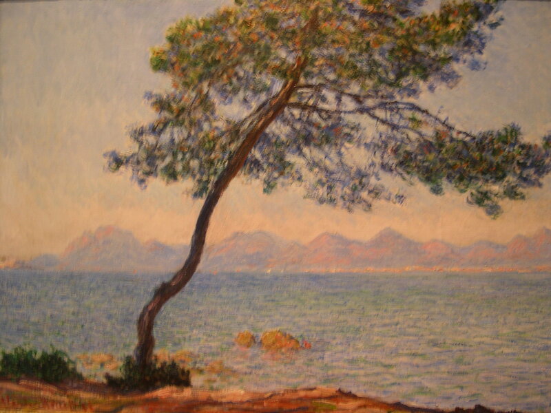 Pine tree by the sea