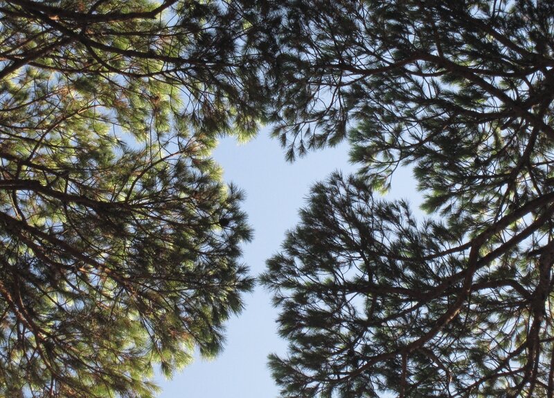 Pine Tree Canopy