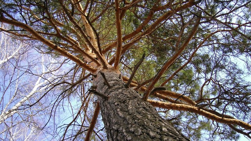 Pine tree canopy view