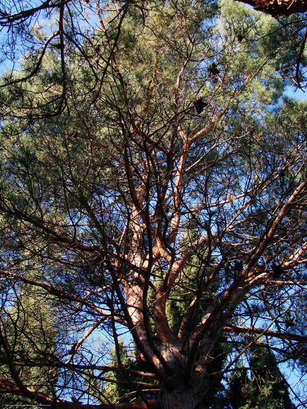 Pine tree canopy view