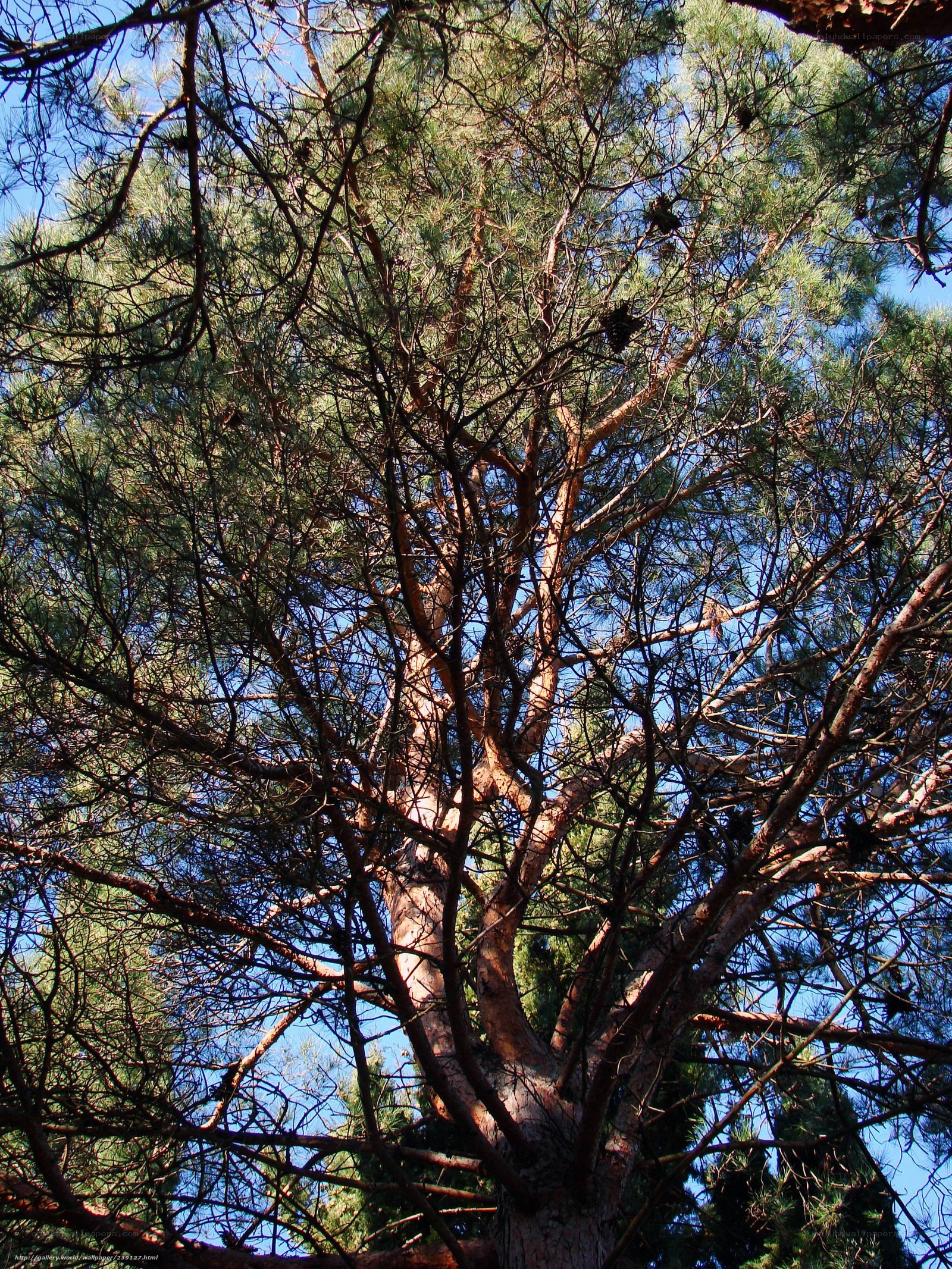 Pine tree canopy view