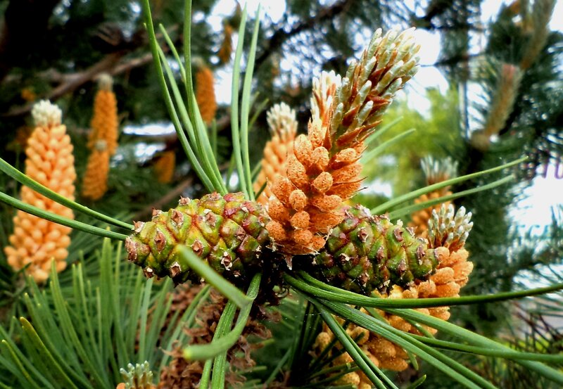 Pine Tree Cones and Needles — Green