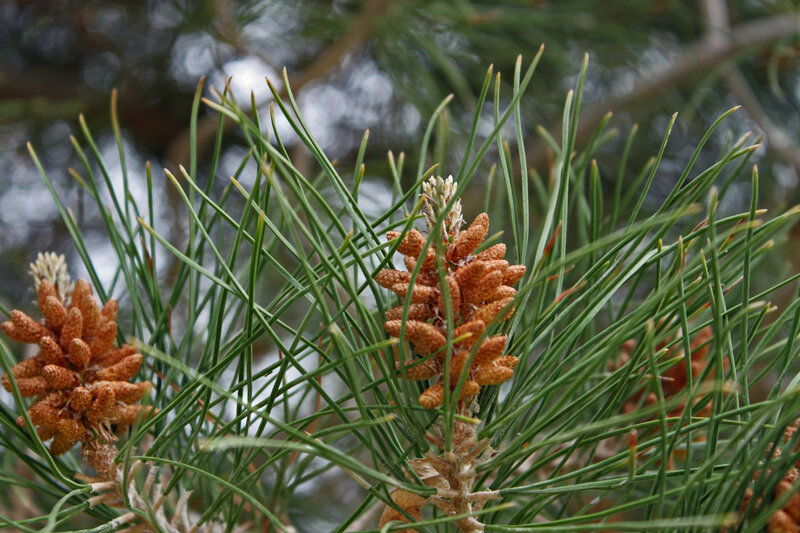 Pine Tree Cones and Needles