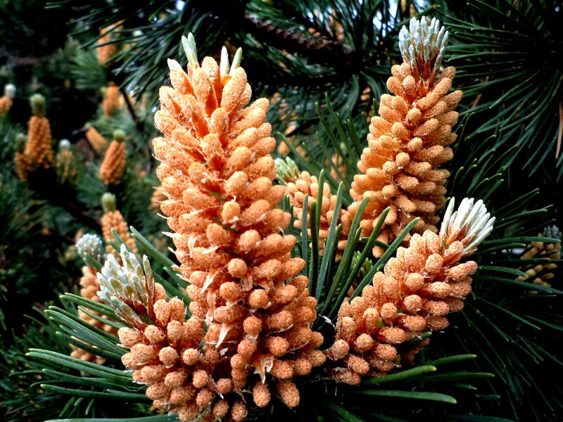 Pine Tree Cones