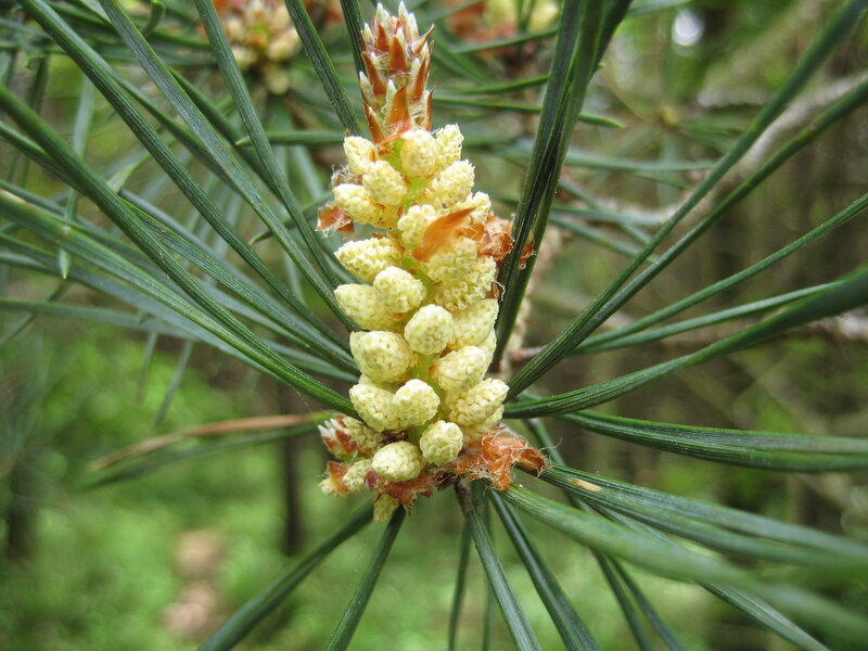 Pine Tree Flower Cluster
