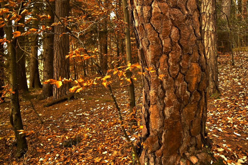 Pine Tree in Autumn Forest