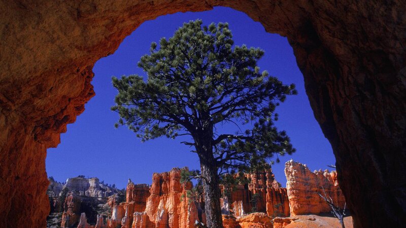 Pine Tree in Canyon — Blue