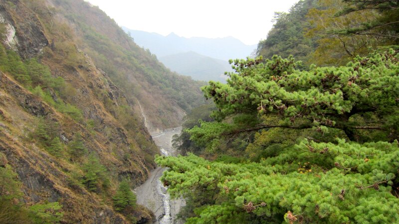 Pine Tree in Canyon — Green