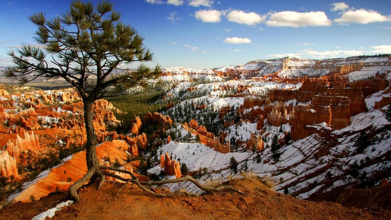 Pine Tree in Canyon — Orange