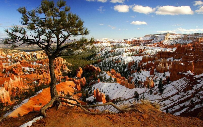 Pine Tree in Canyon