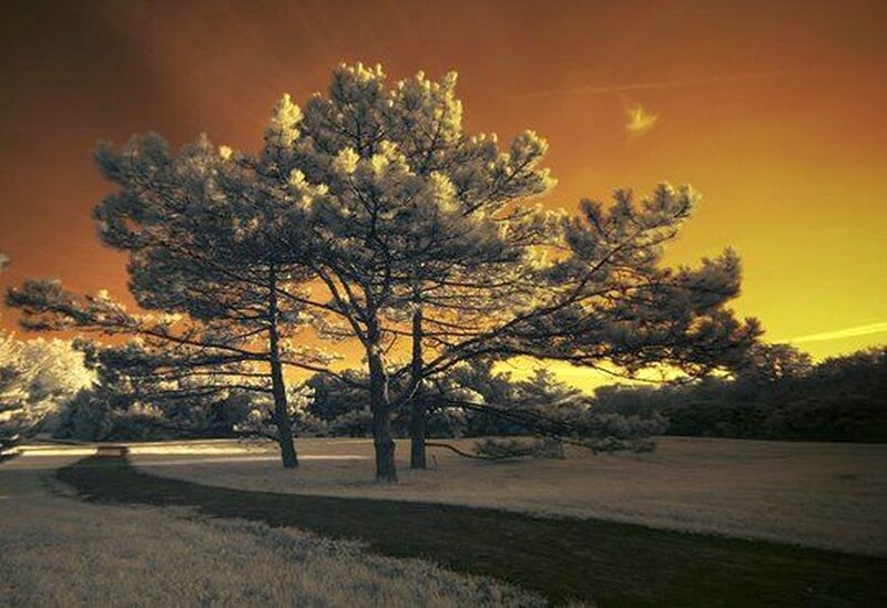 Pine Tree in Field