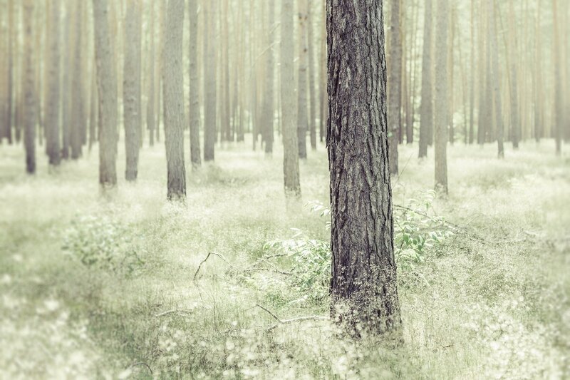 Pine Tree in Forest — Green, Serene, Morning