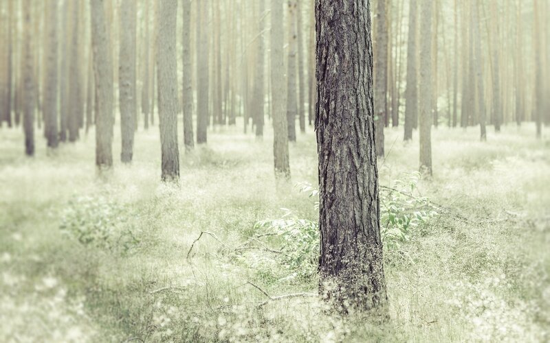 Pine Tree in Forest