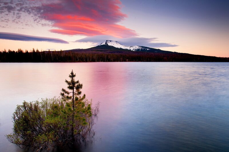 Pine Tree in Lake