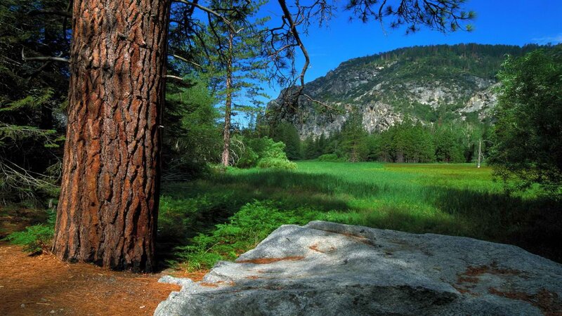Pine Tree in Meadow