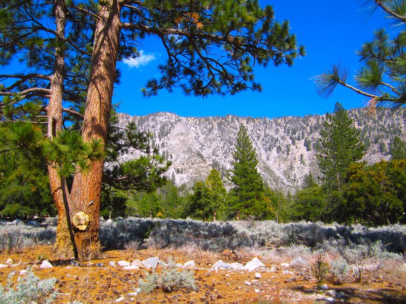Pine Tree in Mountain Landscape