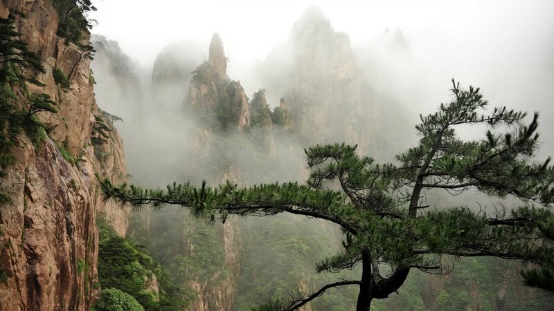 Pine Tree in Mountain Valley — Green, Misty