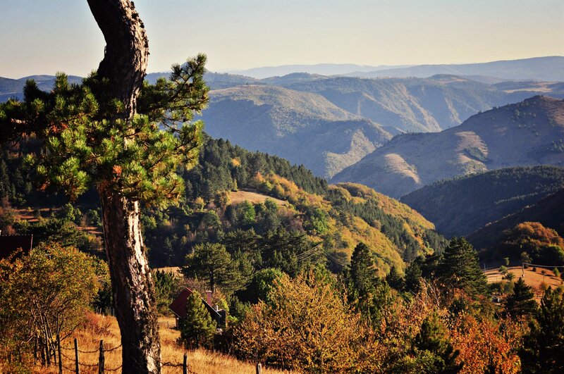 Pine Tree in Mountain Valley — Green, Serene, Autumn