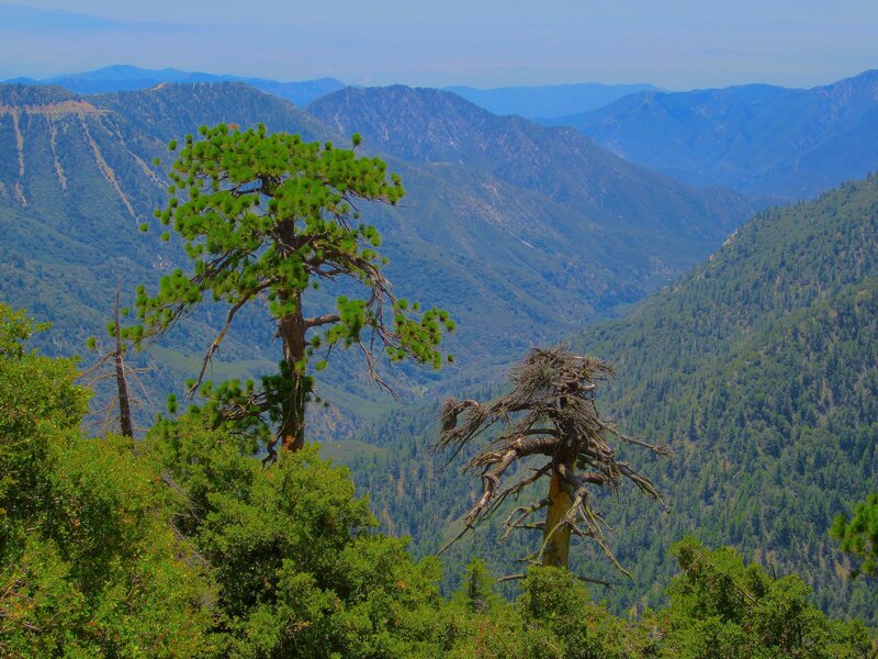 Pine Tree in Mountain Valley — Green