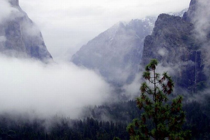 Pine Tree in Mountain Valley