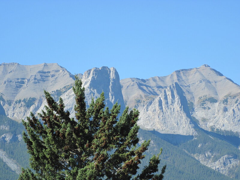 Pine Tree in Mountains