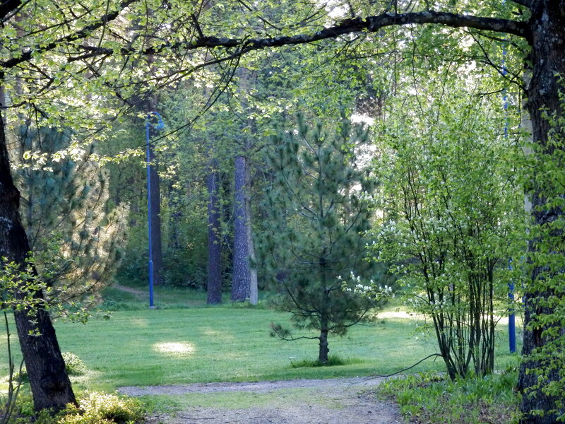 Pine Tree in Park — Green, Serene