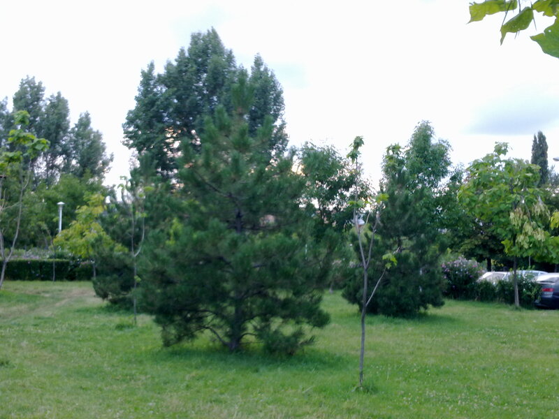 Pine Tree in Park
