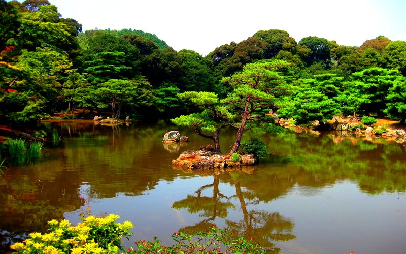 Pine Tree in Pond