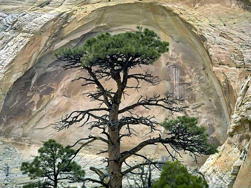 Pine Tree in Rock Arch