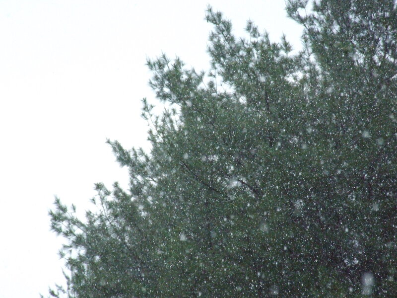 Pine Tree in Snow — Green
