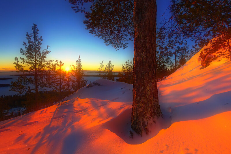 Pine Tree in Snow — Orange