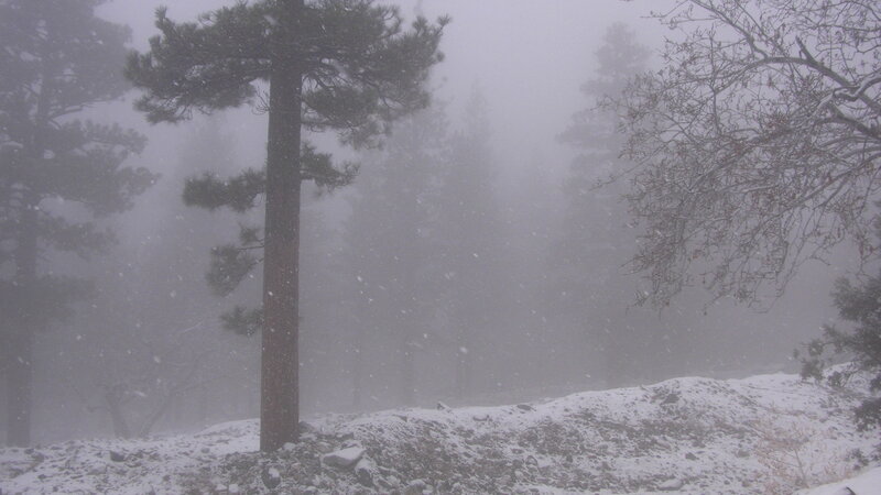 Pine Tree in Snow
