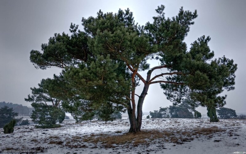 Pine tree in snowy field