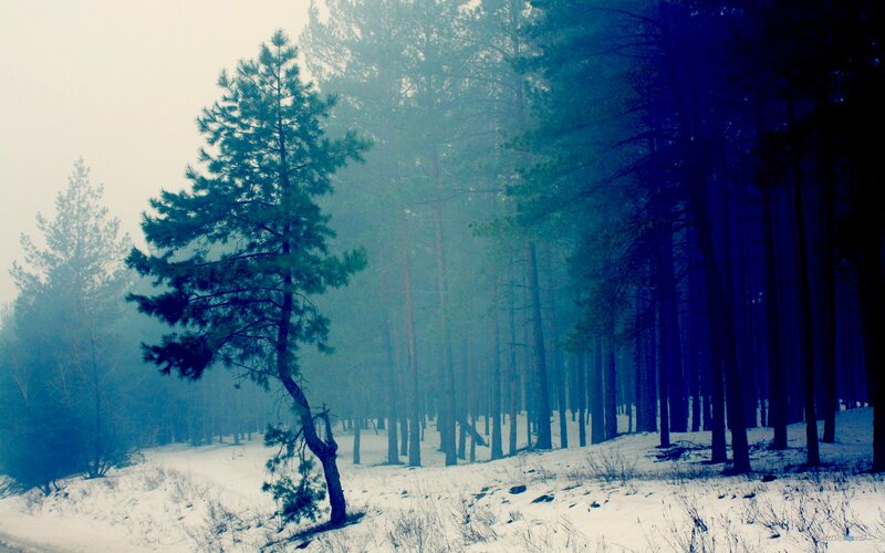 Pine Tree in Snowy Forest