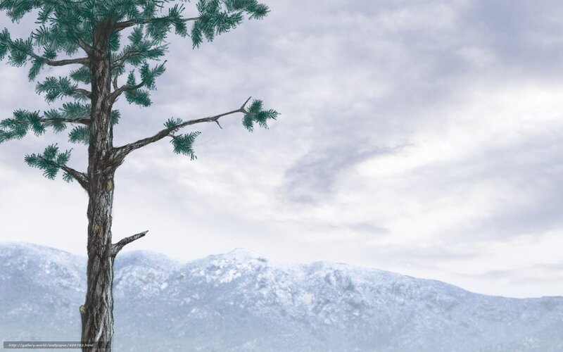pine tree in snowy landscape