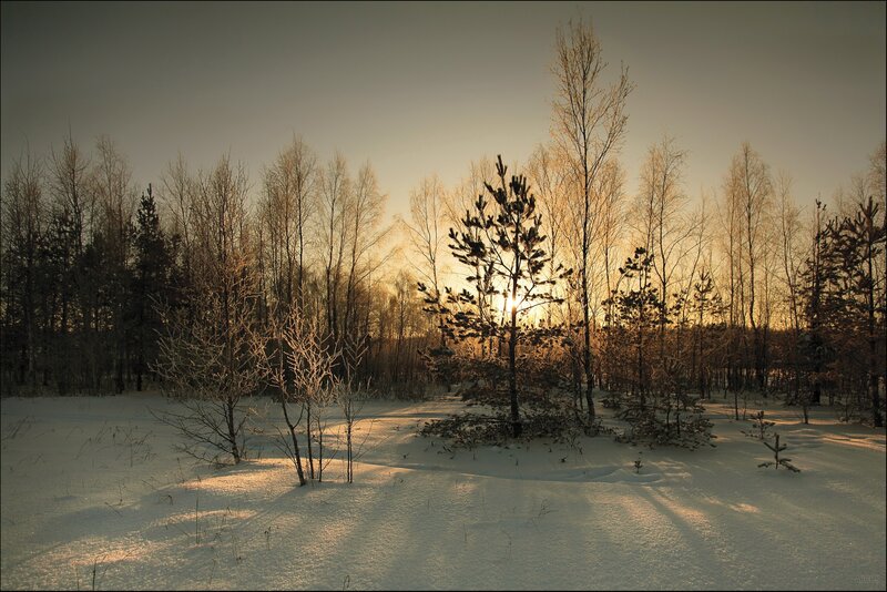 Pine Tree in Winter Forest