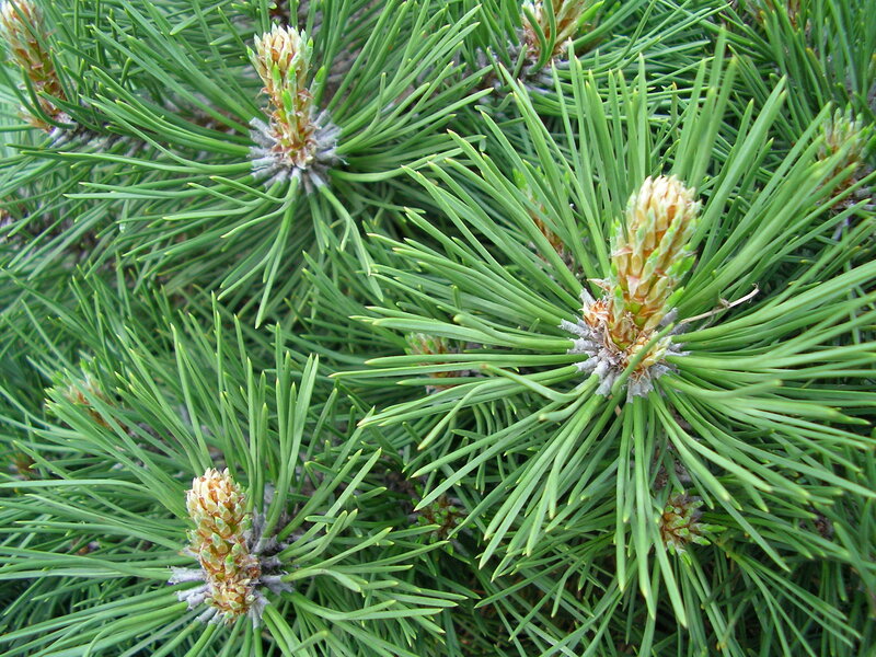 Pine Tree Needles and Buds
