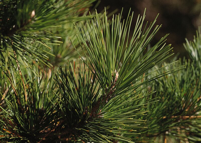 Pine Tree Needles — Green, Natural