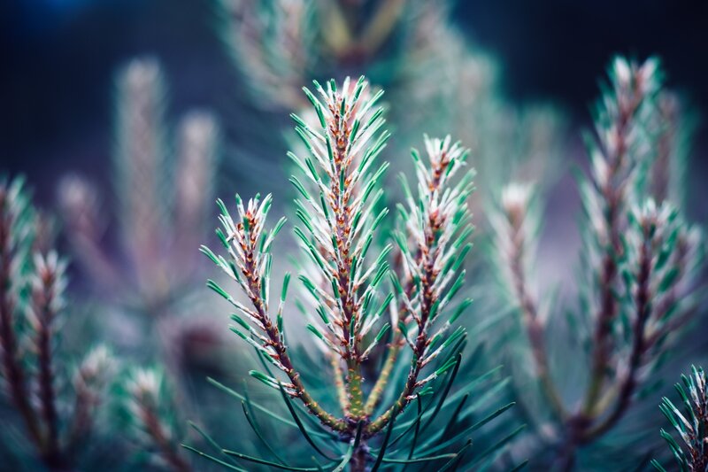 Pine Tree Needles — Green, Serene