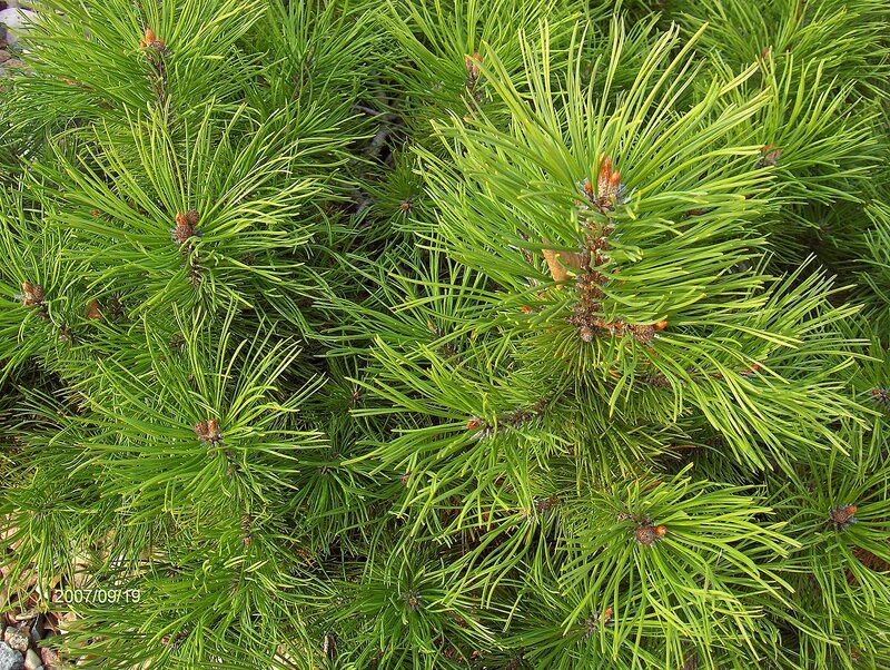 Pine Tree Needles — Green