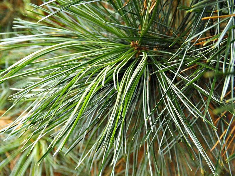 Pine Tree Needles