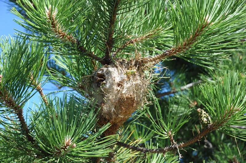 Pine tree nest with caterpillar