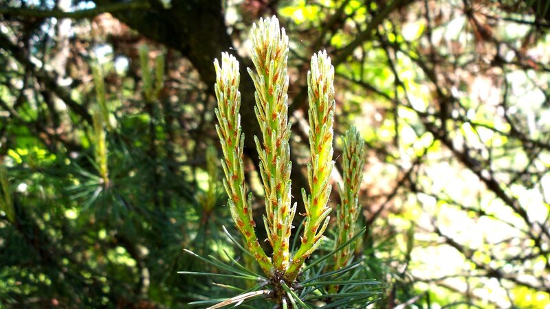 Pine tree new growth