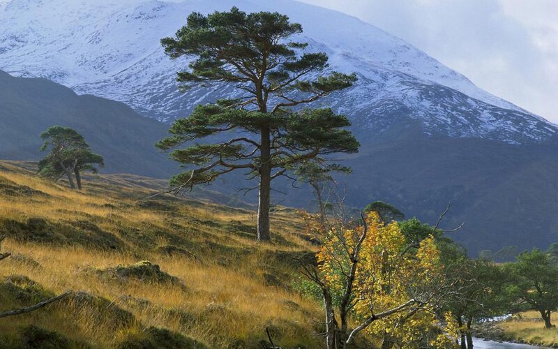 Pine tree on a hillside