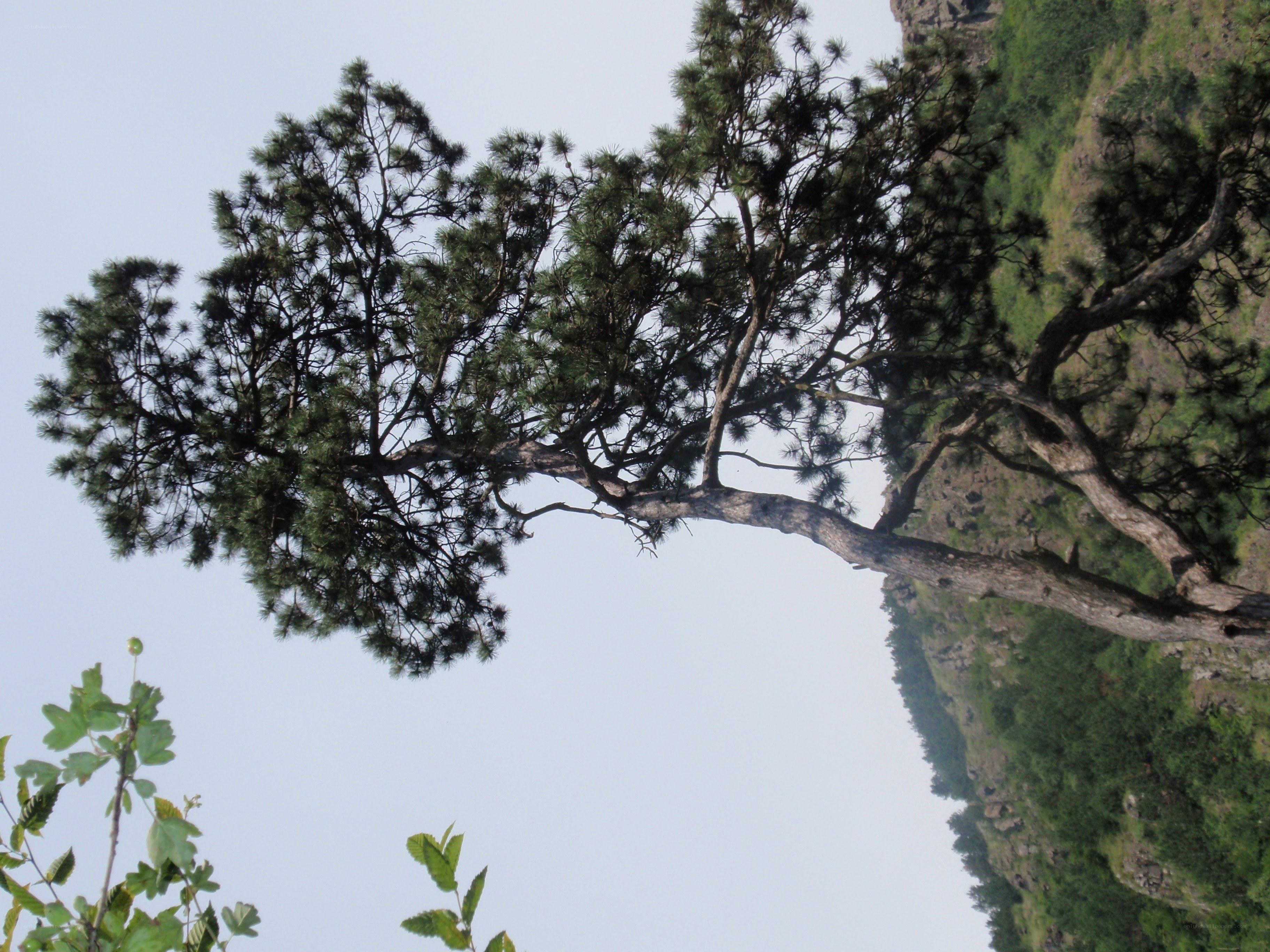 Pine tree on a hillside
